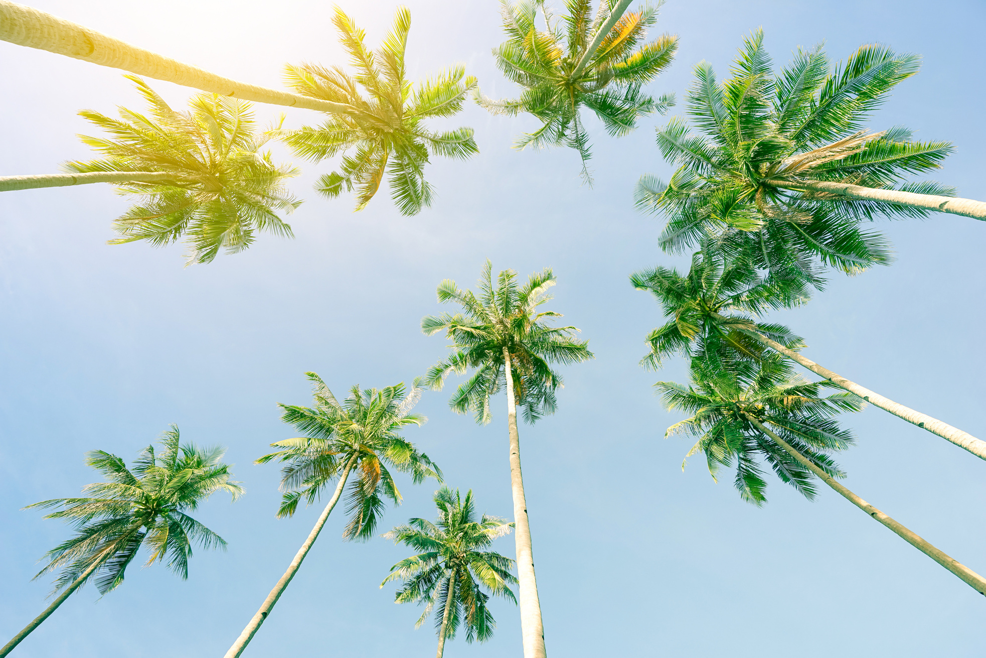 Perspective View of Coconut Palm Trees and Sky from the Beach up